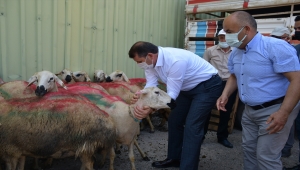 Sivas'ta ihtiyaç sahibi 650 aileye kurbanlık dağıtılıyor