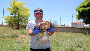 Sivas'ta kanadı kırılan şahin tedaviye alındı