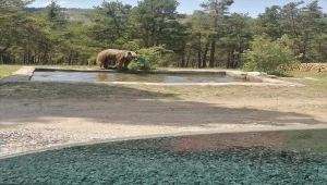 Sivas'ta köye inen ayı cep telefonuyla görüntülendi