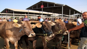 Türkiye'nin "en büyük" canlı hayvan pazarının bulunduğu Sarkışla'da Kurban Bayramı öncesi yoğunluk yaşanıyor