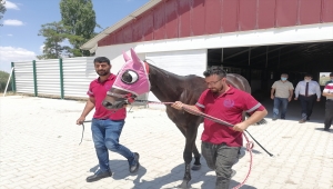 Türkiye'nin "şampiyon atları" Ereğli'de yetişiyor