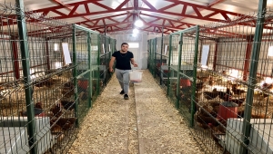 Üniversite yerleşkesinde tavuk yetiştiren öğrenciler mesleki tecrübe ediniyor