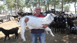 Antalyalı besicilerin sürüleri yaylaya çıkınca yangınından kurtuldu