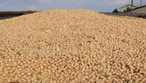 Beypazarı'nda nohut hasadı başladı 