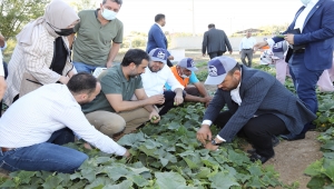 Çubuk turşusu için salatalık hasadı başladı