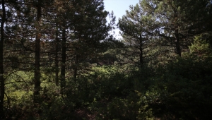 Eskişehir'de orman yangınlarını önlemek için özel ekip oluşturuldu 