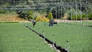 Eskişehir Orman Fidanlığı, Ege ve Akdeniz'deki orman yangınlarının izini milyonlarca fidanla silecek