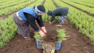 Eskişehir Orman Fidanlığında yetiştirilen fidanlar, güney illerinde yanan ormanların yerine dikilecek