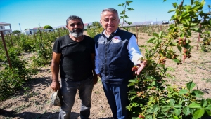 İl Tarım ve Orman Müdürü Şahin'den ahududu yetiştiriciliği önerisi 