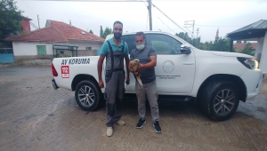 Kayseri'de kanadından yaralanan şahin tedavi altına alındı