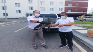 Kayseri'de yaralı bulunan doğan tedavi altına alındı