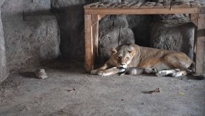Kayseri'deki hayvanat bahçesinde 2 yavru aslan dünyaya geldi 