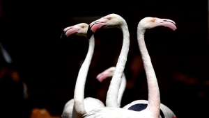 Kayseri Hayvanat Bahçesi'ndeki flamingolar özel ilgiyle ağırlanıyor