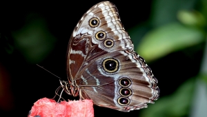 Kelebek bahçesinin narin sakinleri, mevsim meyveleriyle besleniyor