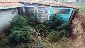 Kırıkkale'de evinin bahçesinde Hint keneviri yetiştiren zanlı gözaltına alındı