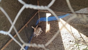 Kırıkkale'de izinsiz ceylan getiren tarım işçisi hakkında idari işlem yapıldı