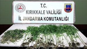 Kırıkkale'de tarlada Hint keneviri ele geçirildi