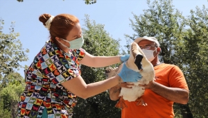 Kuğulu Park'ın simgeleri sağlık kontrolünden geçirildi