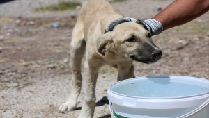 Meram Belediyesi'nden sokak hayvanlarına su ve mama takviyesi