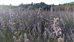 Nallıhan Ziraat Odası Başkanı Sezer: "Nallıhan'ı lavantanın merkezi yapacağız"