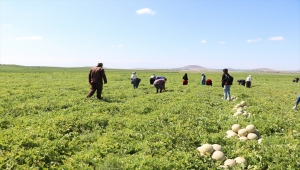 Niğde'de üretilen "kantalup kavunu" 5 ülkeye gönderiliyor