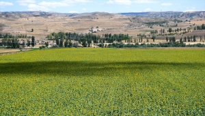 Sivas'ta ayçiçeği tarlaları sarı ve yeşil tonlarıyla görsel şölen sunuyor