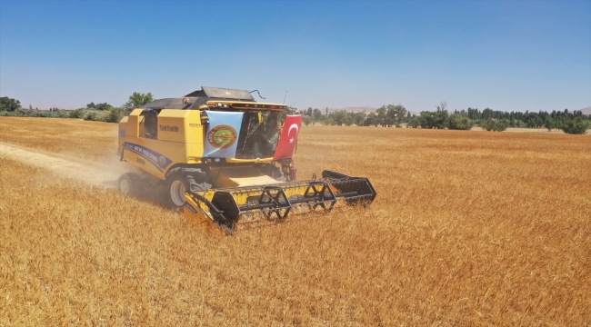 Sivas'ta zeron buğdayı hasadı yapıldı