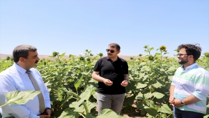 Venedik'te devlet sanatçısı olarak görev yapan Sivaslı tenor, ayçiçeği tarlasında arya söyledi