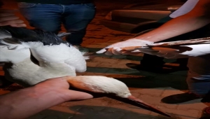 Yalıhüyük'te yaralı halde bulunan leylek tedavi edildi