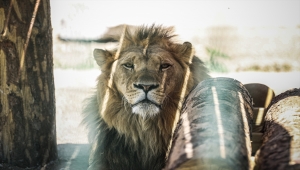 Yavru aslanlar Başkentli çocukların ilgi odağı 