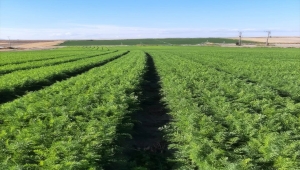 Beypazarı'nda 30 bin dekar alana havuç ekildi