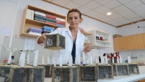 Çam balı üretimi için yanan bölgeleri "Basra böceği" ile aşılama önerisi