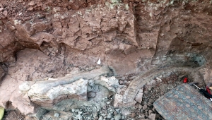 Çankırı'da fillerin atalarına ait 9 milyon yıllık uyluk kemiği ve diş bulundu