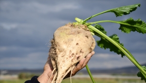 İç Anadolu'da pancar çiftçisi açıklanan fiyattan memnun