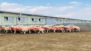 Kangal Akkaraman koyunu üretim merkezinde koç katım etkinliği düzenlendi