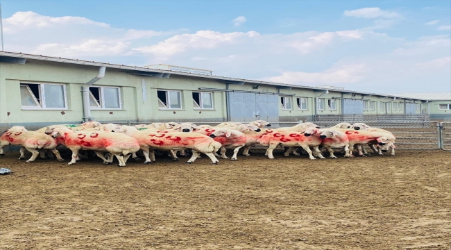 Kangal Akkaraman koyunu üretim merkezinde koç katım etkinliği düzenlendi