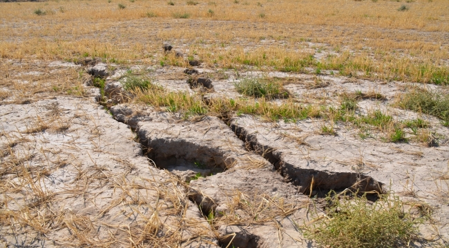 Karaman'da tarlalarda yüzey yarıkları oluştu