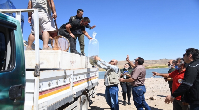 Kayseri'de 13 göl ve gölete 678 bin yavru balık bırakıldı