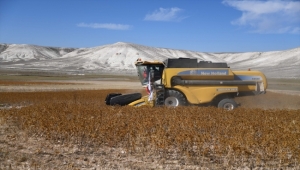 Kayseri'de aspir hasadı yapıldı