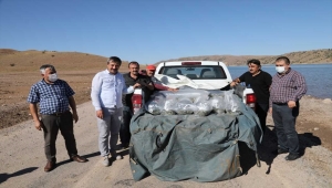 Kırıkkale'de baraj gölüne 100 bin pullu sazan yavrusu bırakıldı