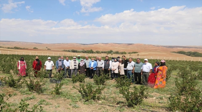 Kırşehir'de deneme ekimi yapılan aronyanın hasadı gerçekleştirildi