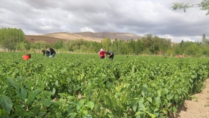 Kırşehir'de kapya biber hasadına başlandı