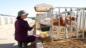 Konya'da 350 buzağının barındığı kreşte hayvanlara ilgi üst düzey