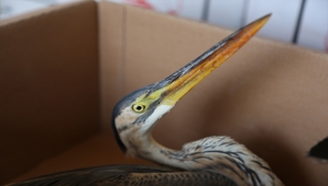 Konya'da yaralı bulunan balaban kuşu tedavi altına alındı