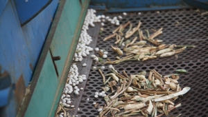 Konya'nın coğrafi işaretli ürünü Çetmi fasulyesi üreticisinin yüzünü güldürdü