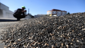 Konya Ovası'nda yağlık ayçiçeği verimiyle çiftçinin yüzünü güldürüyor