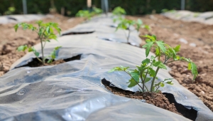 Meram'da yerli ve milli tohumlar lezzetli ürünlere dönüşüyor