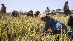 Mevsimlik tarım işçilerinin zorlu mesaisi sürüyor