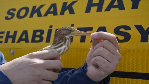 Niğde'de yaralı balaban koruma altına alındı