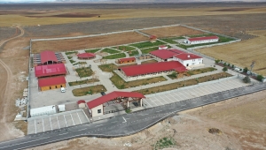 Sivas Kangal köpeklerinin genetiği çiple korunuyor